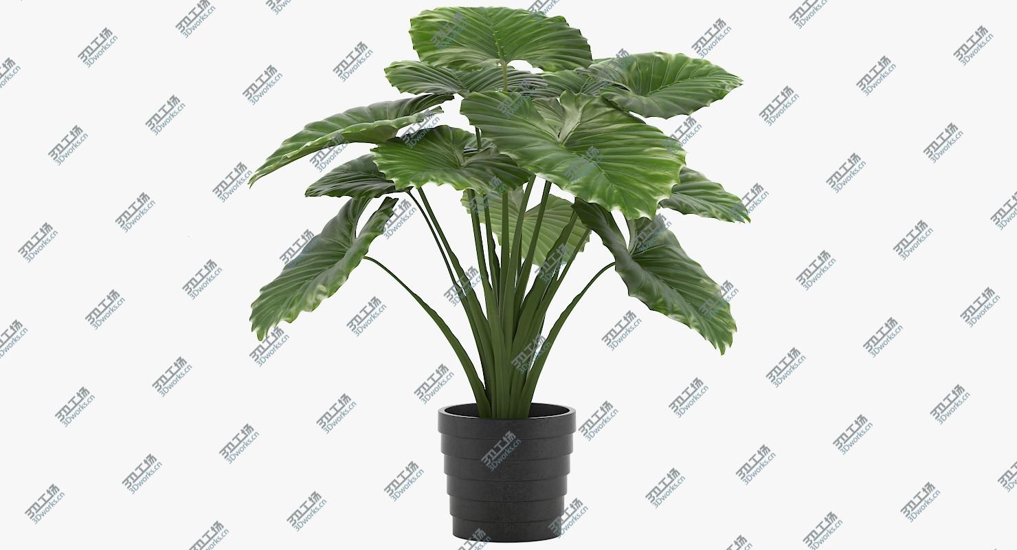 images/goods_img/2021040165/Taro Plant/3.jpg